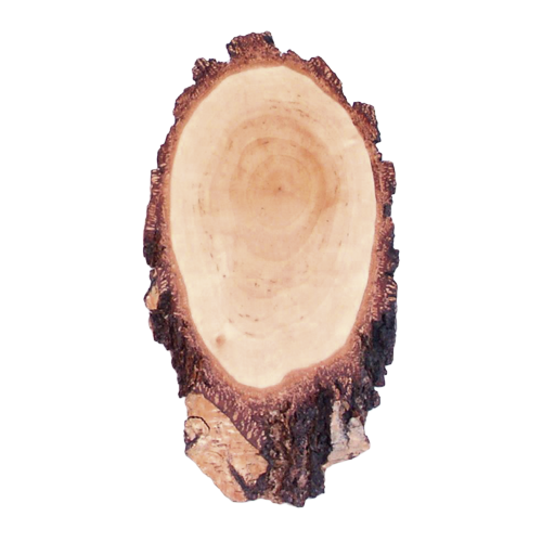Birch Shields for Roe Deer Trophies