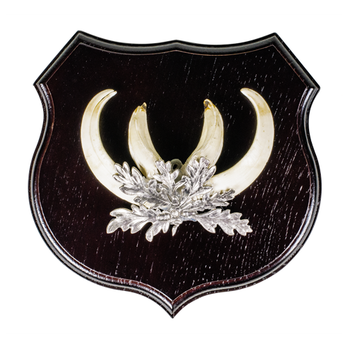Shields for Wild Boar Tusks, Oak