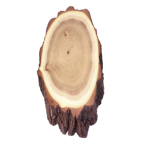 Acacia Shields for Deer Trophies