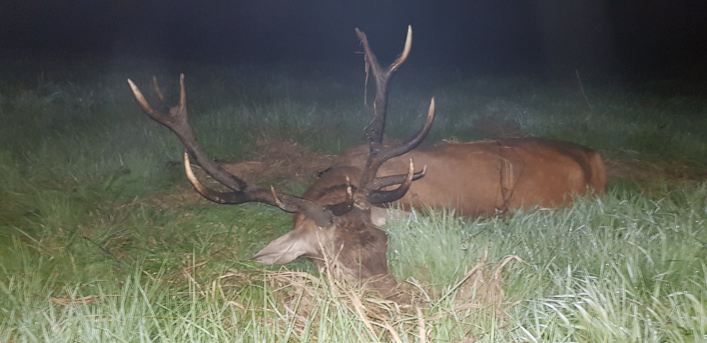 Reddeer hunt