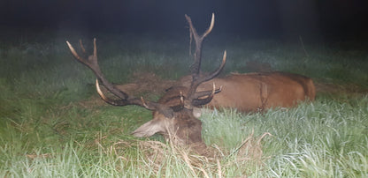 Reddeer hunt