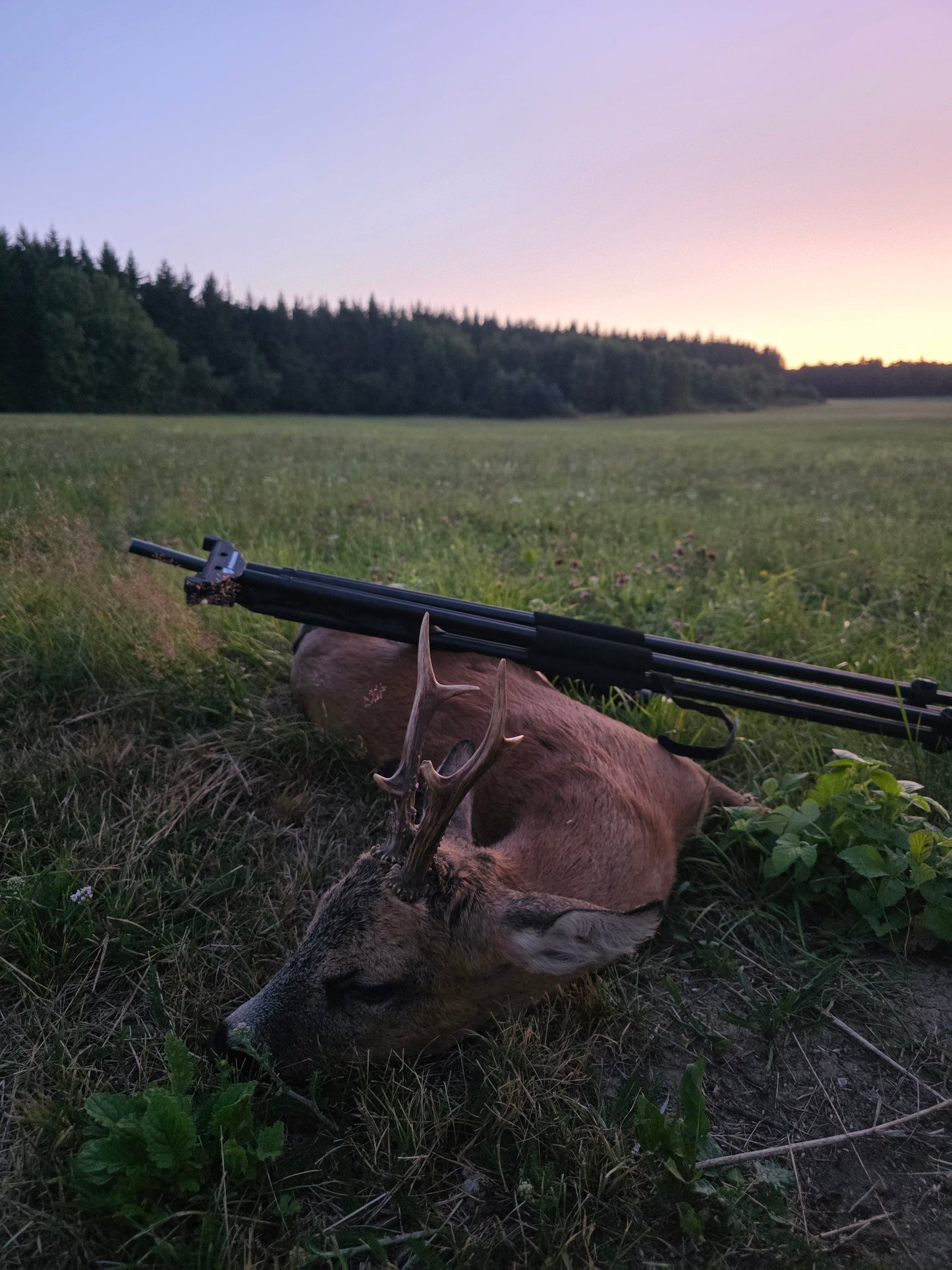 Roebuck Germany