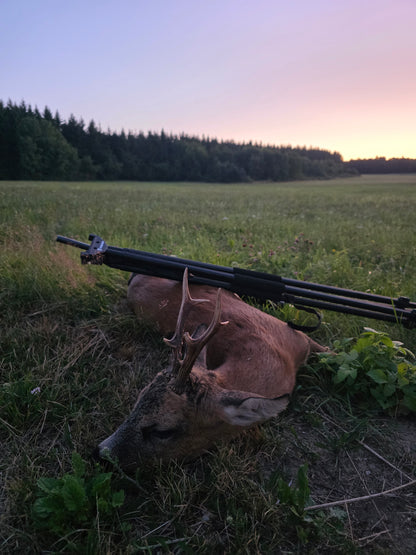 Roebuck Germany