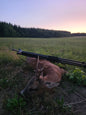 Roebuck Germany