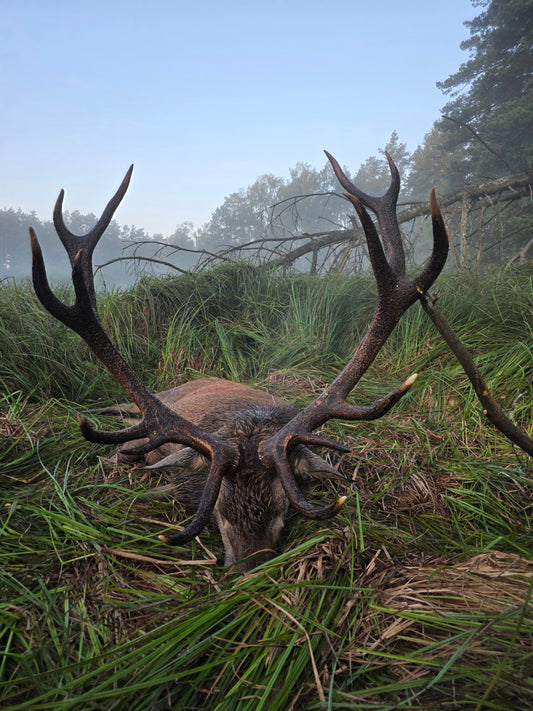 Reddeer hunt