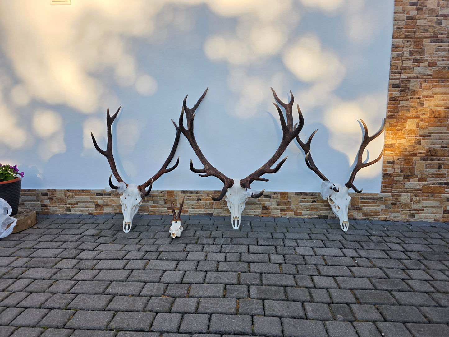 Reddeer hunt