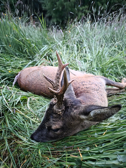 Roebuck hunt 7 outings
