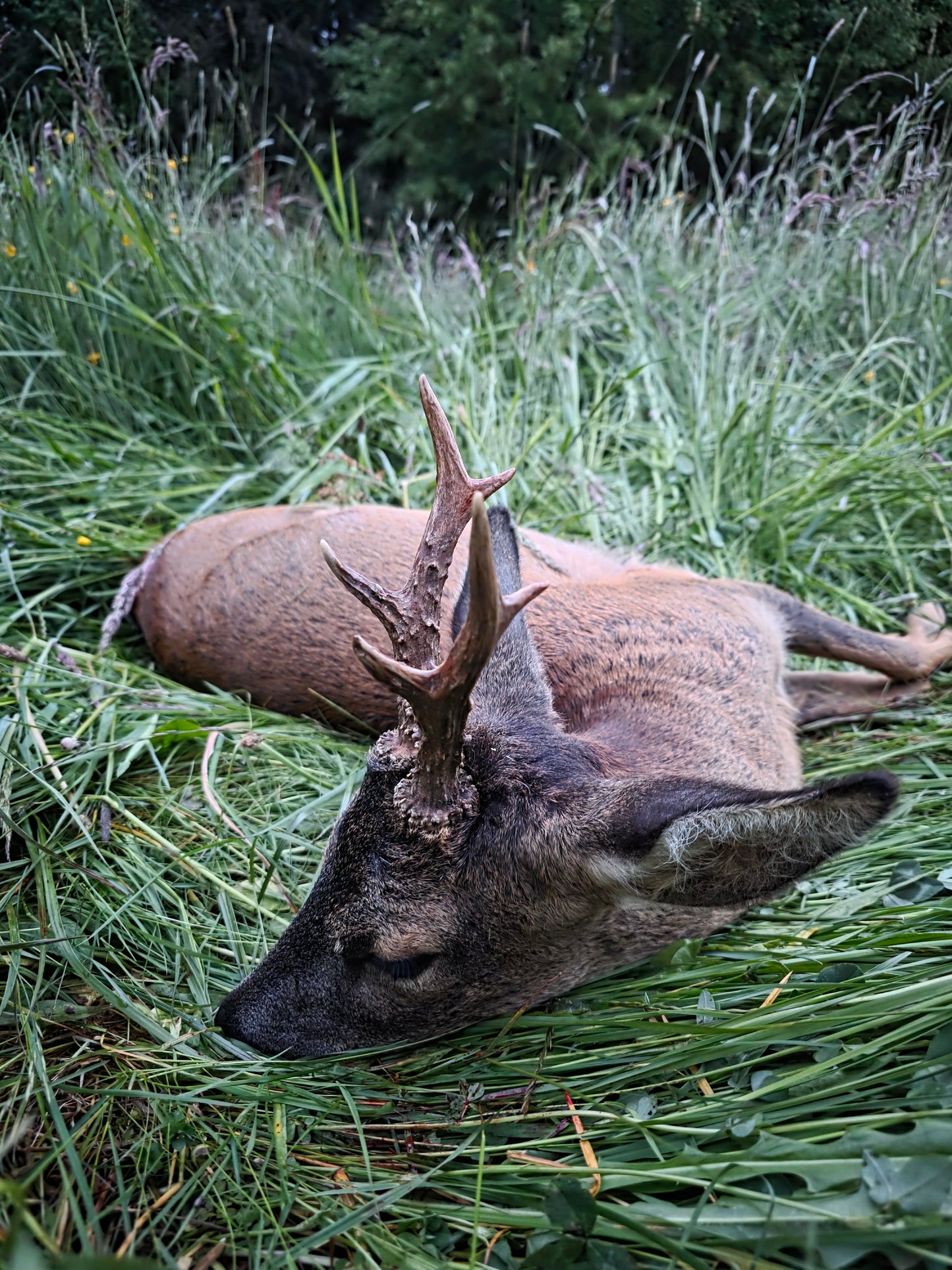 Roebuck Germany