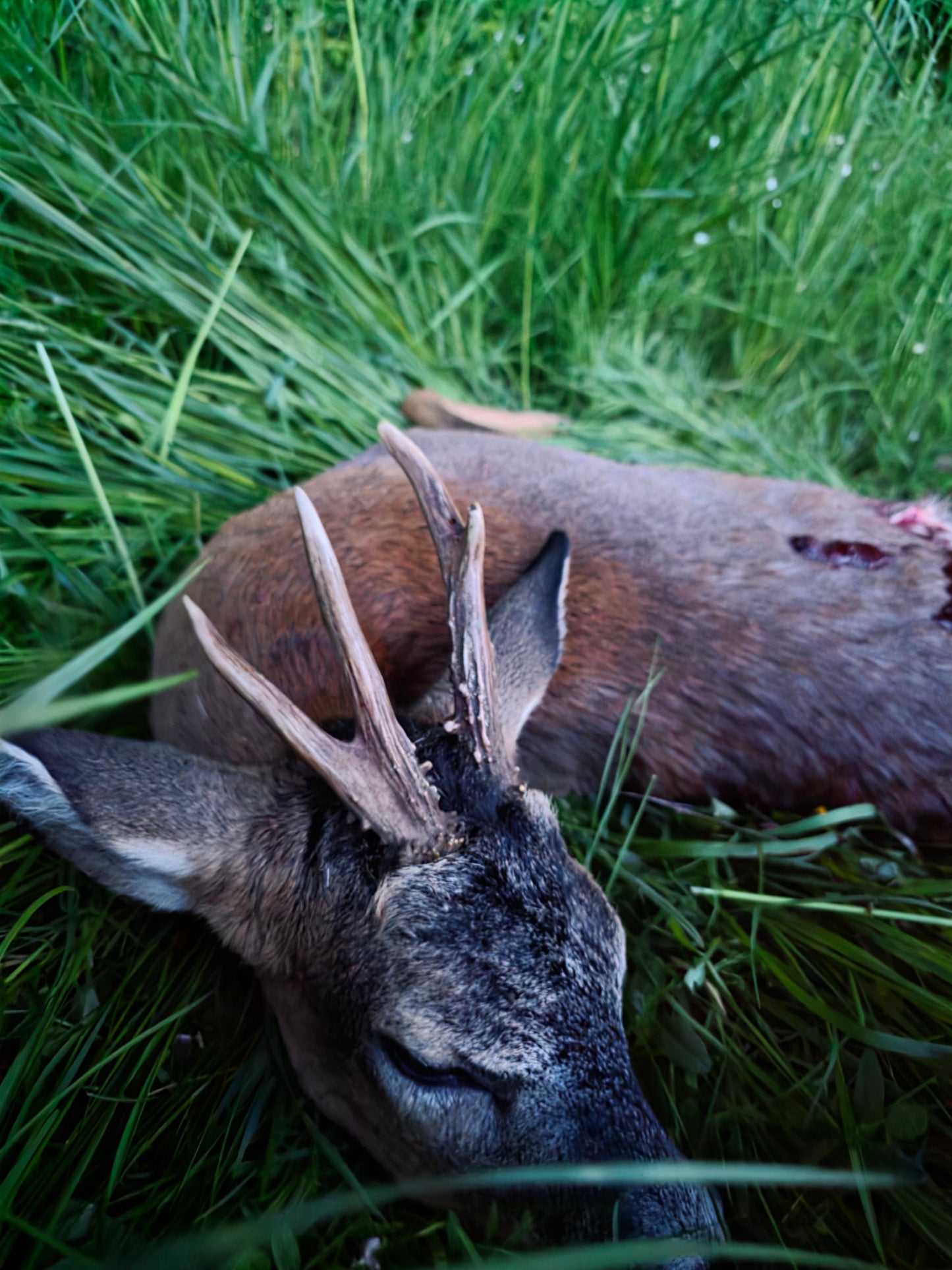 Roebuck Germany