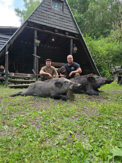 Boar hunt Germany