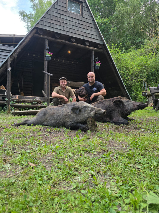Boar hunt Germany