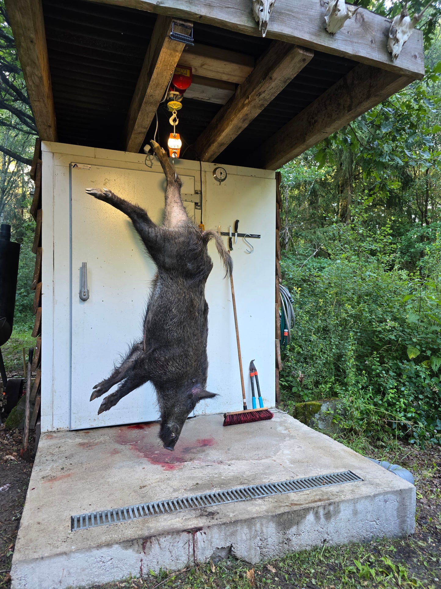 Boar hunt Germany