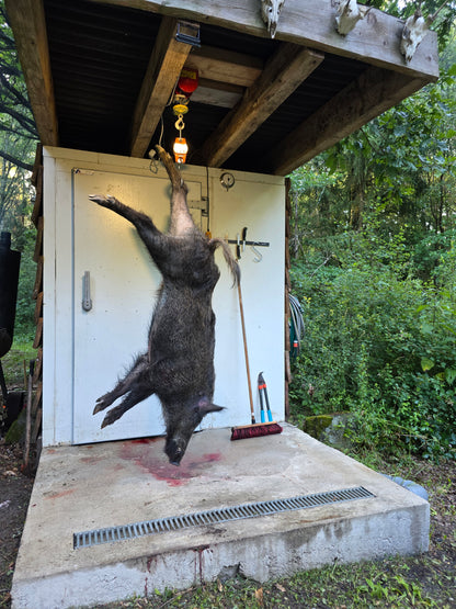 Boar hunt Germany