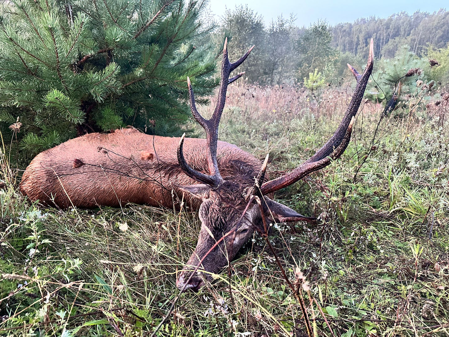 Reddeer hunt