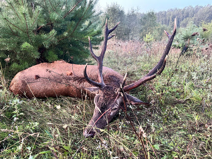 Reddeer hunt