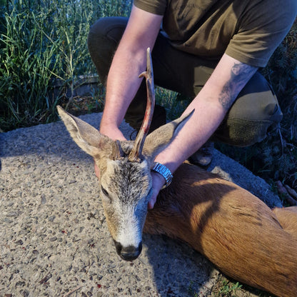 Roebuck hunt 7 outings
