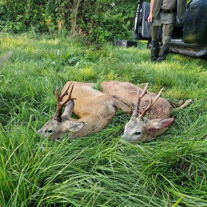 Roebuck hunt 7 outings