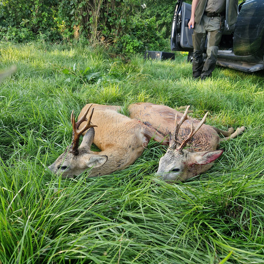 Roebuck hunt 5 outings