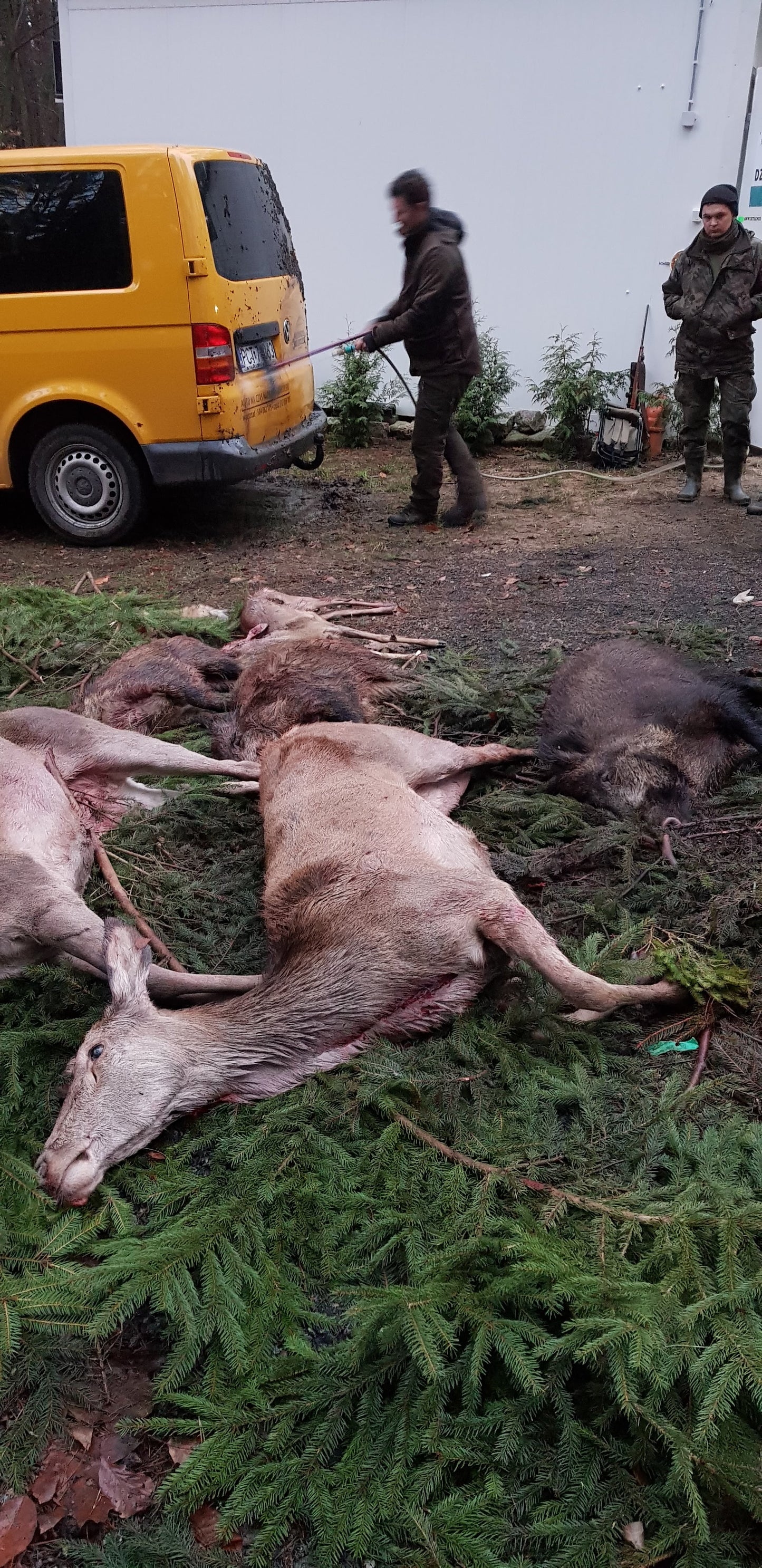 Driven hunt poland