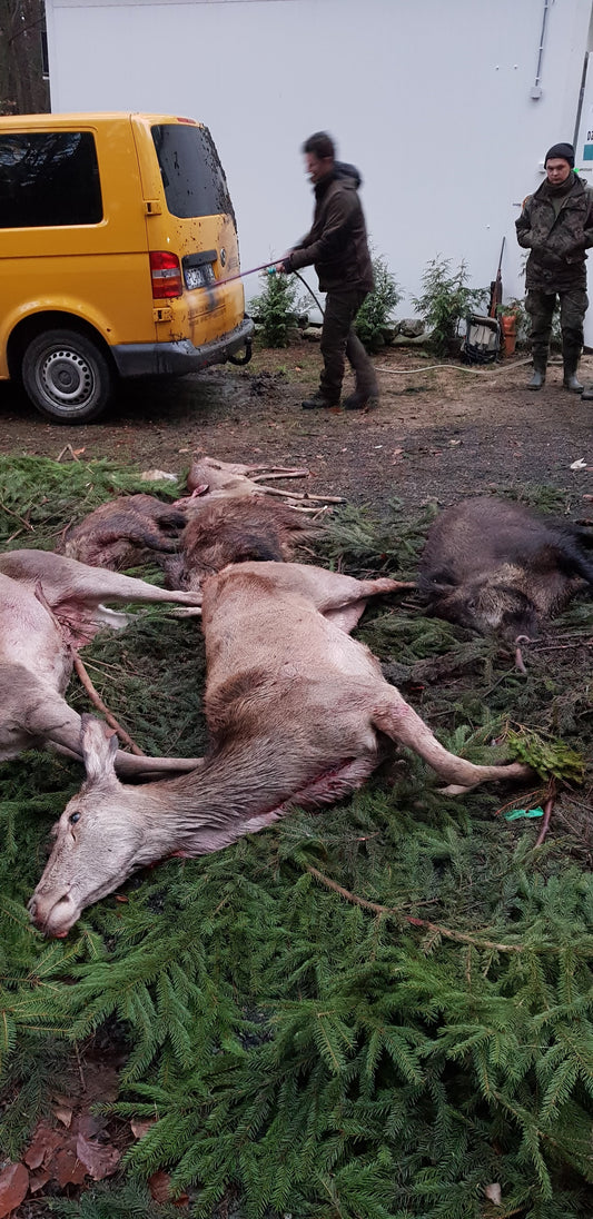 Driven hunt poland
